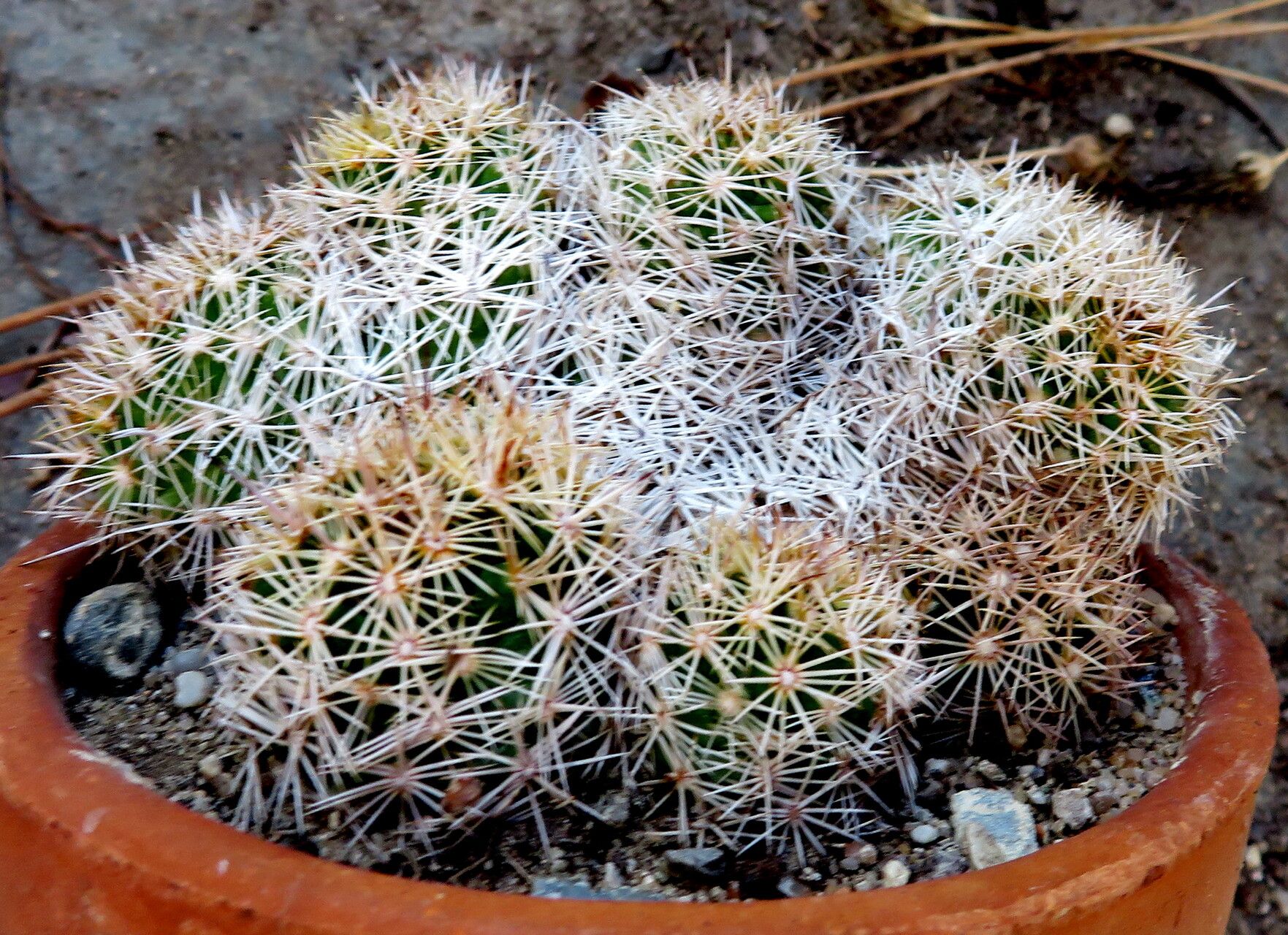 Coryphantha pseudechinus habit