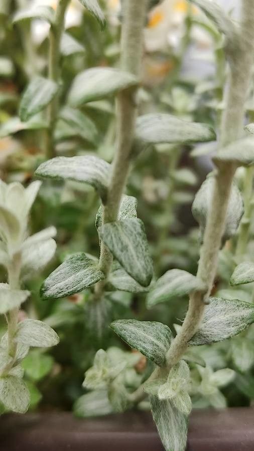 Helichrysum cymosum bark