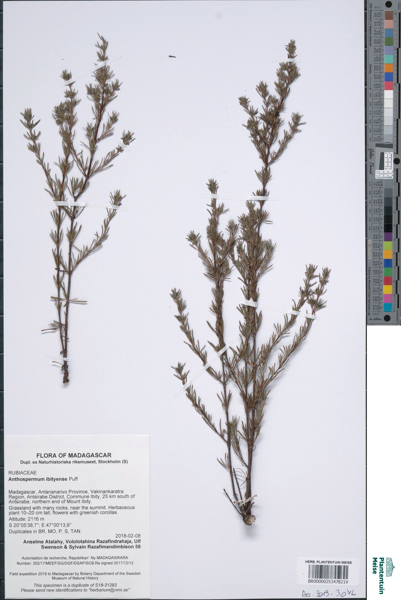 Anthospermum ibityense — related species from the same genus