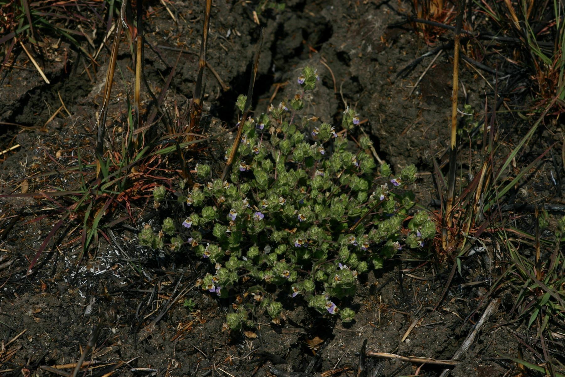 Hygrophila acinos habit