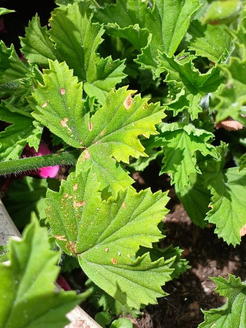Pelargonium × domesticum — search result for 'Geraniaceae'