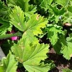 Pelargonium × domesticum