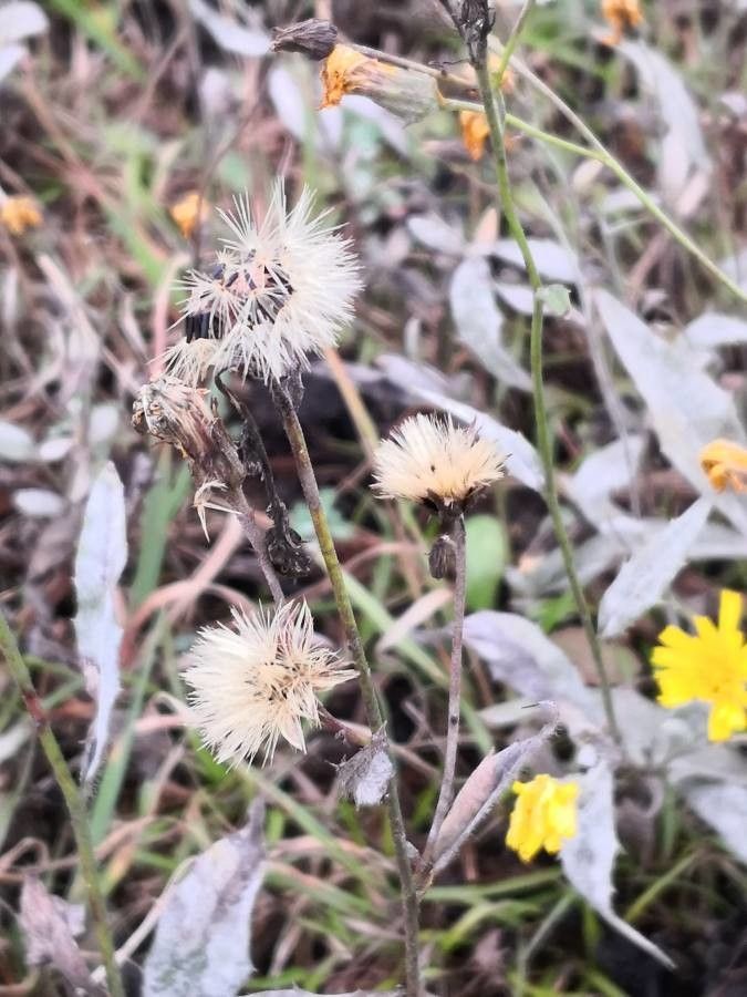 Hieracium umbellatum fruit