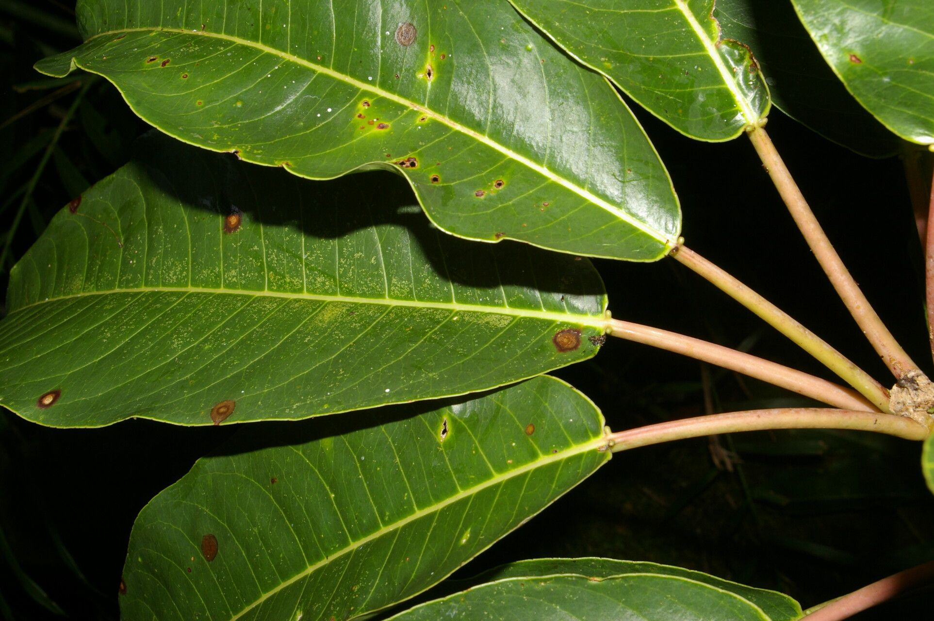 Sapium pachystachys — search result for 'Pachystachys'