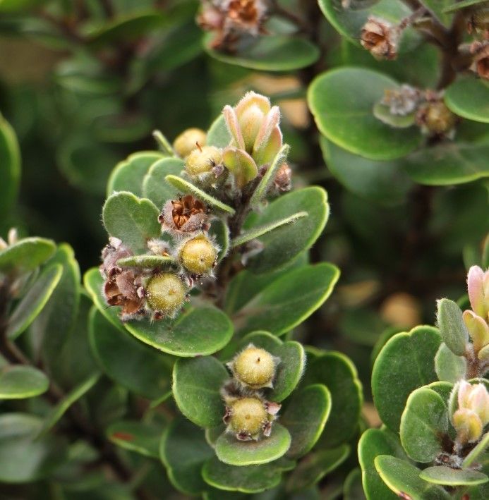 Tristaniopsis callobuxus fruit