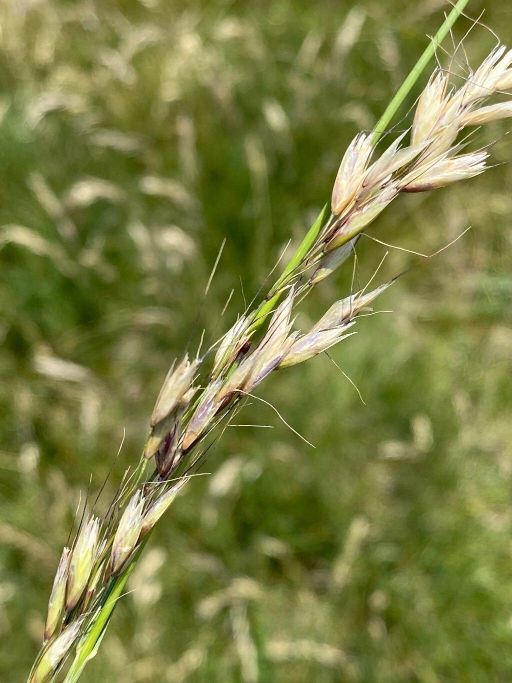Helictotrichon sedenense flower