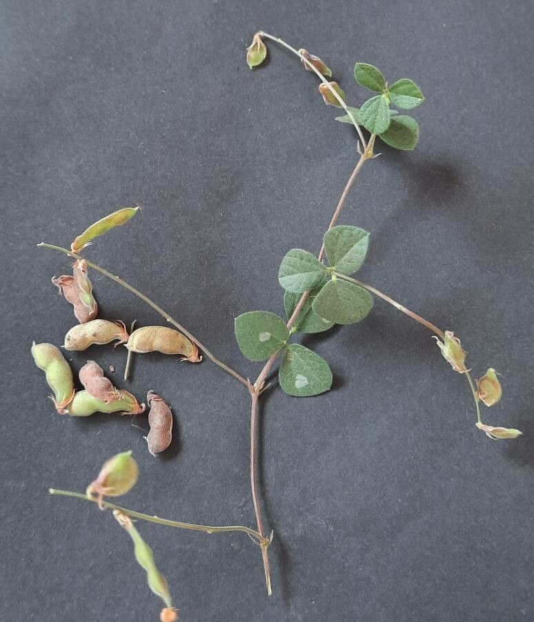 Rhynchosia minima fruit