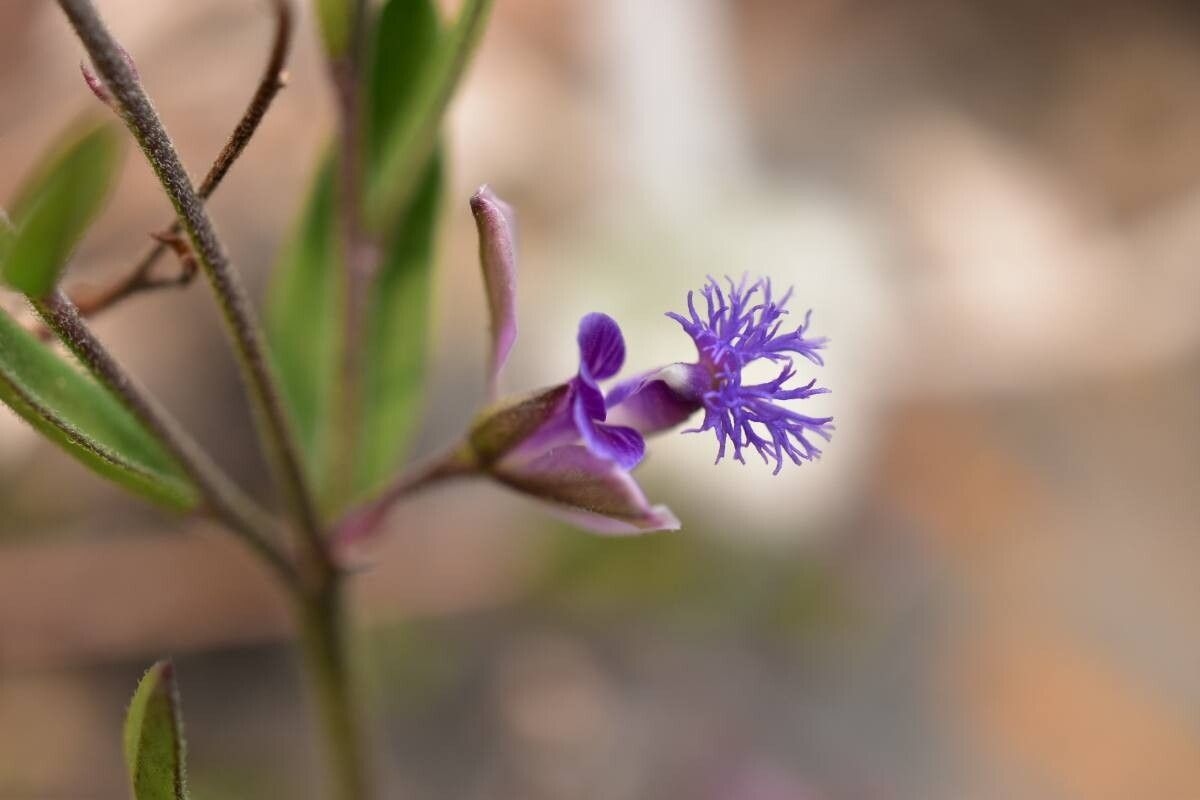 Polygala sibirica flower