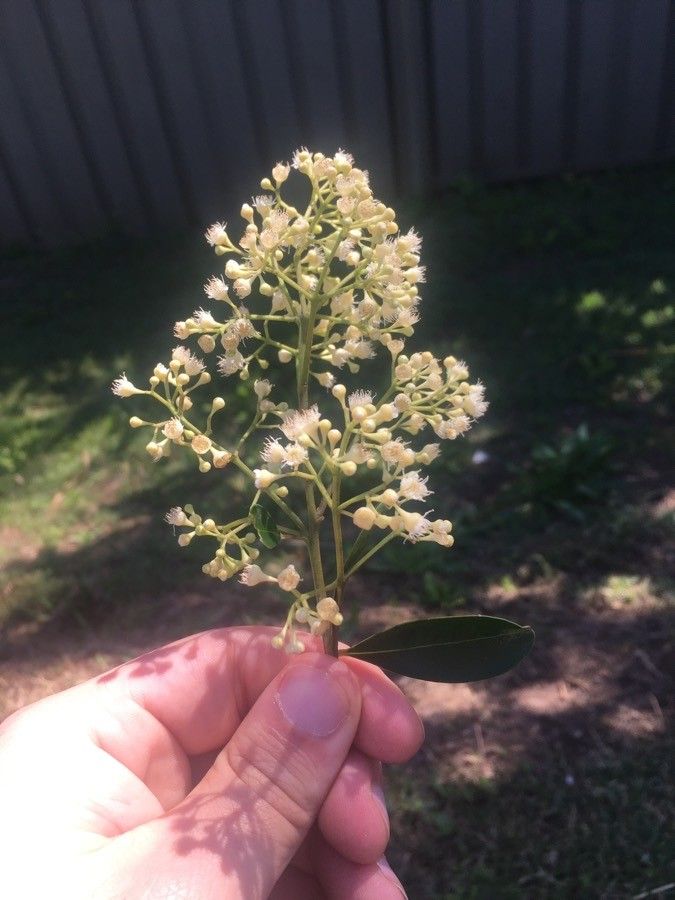Pimenta racemosa flower