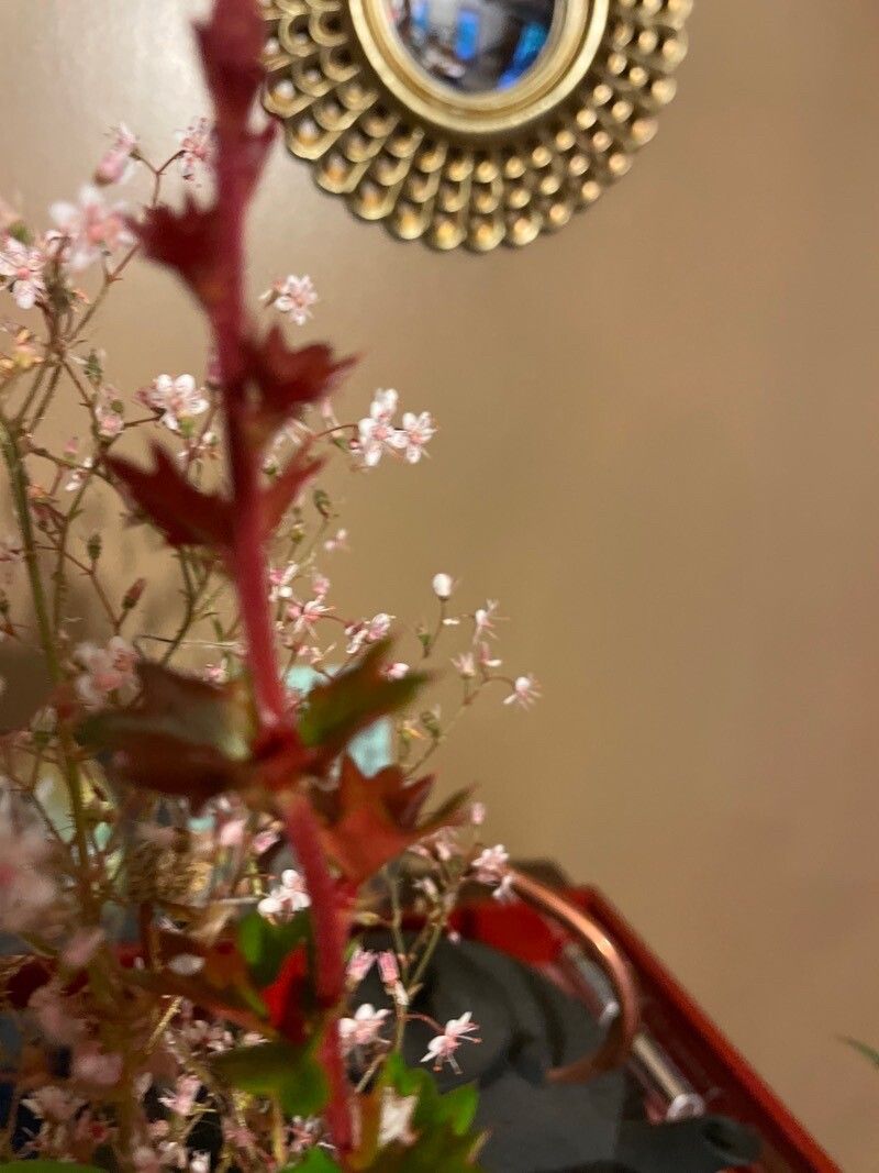 Myriophyllum alterniflorum flower