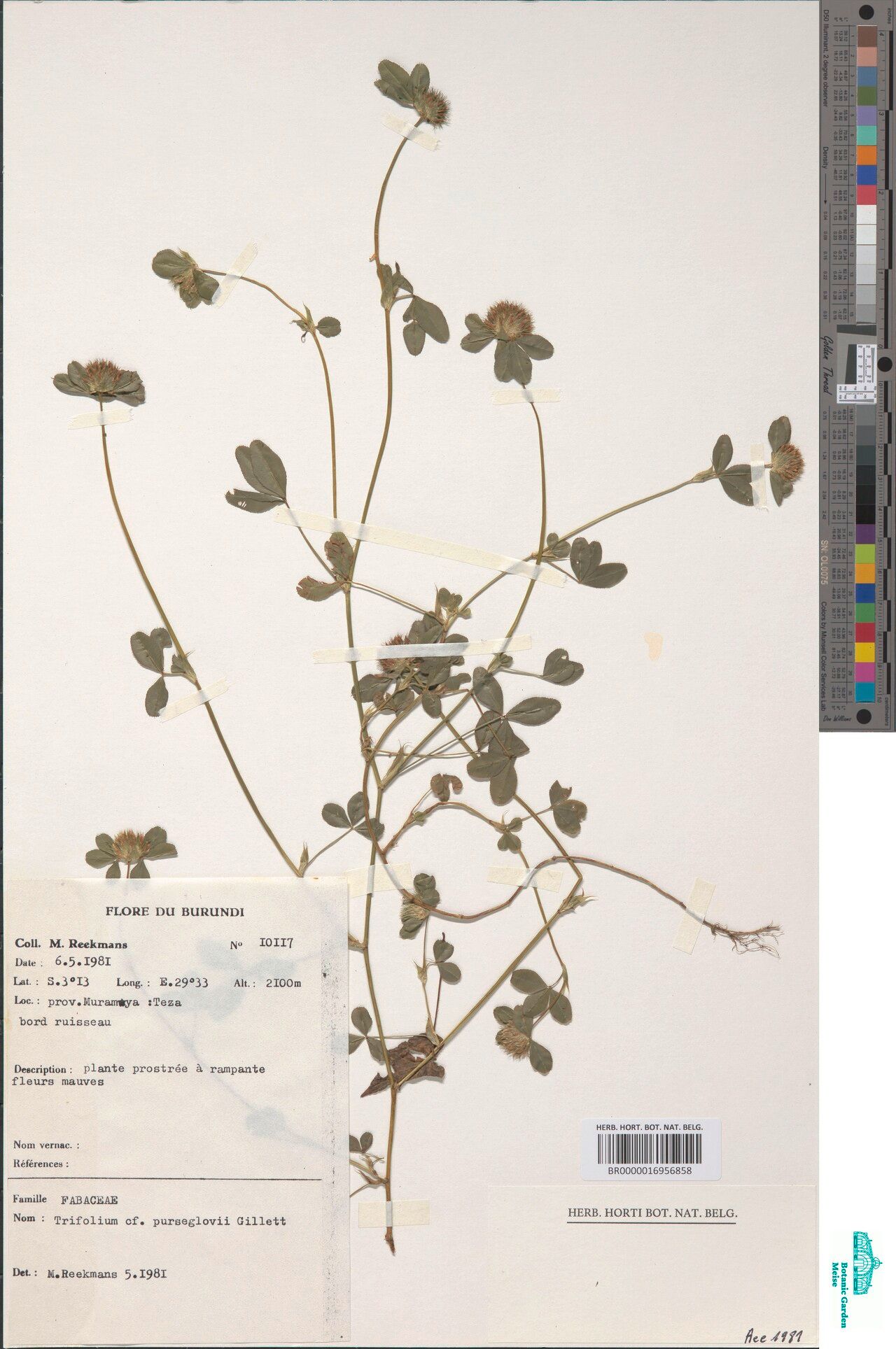 Trifolium purseglovei — houseplant care guide