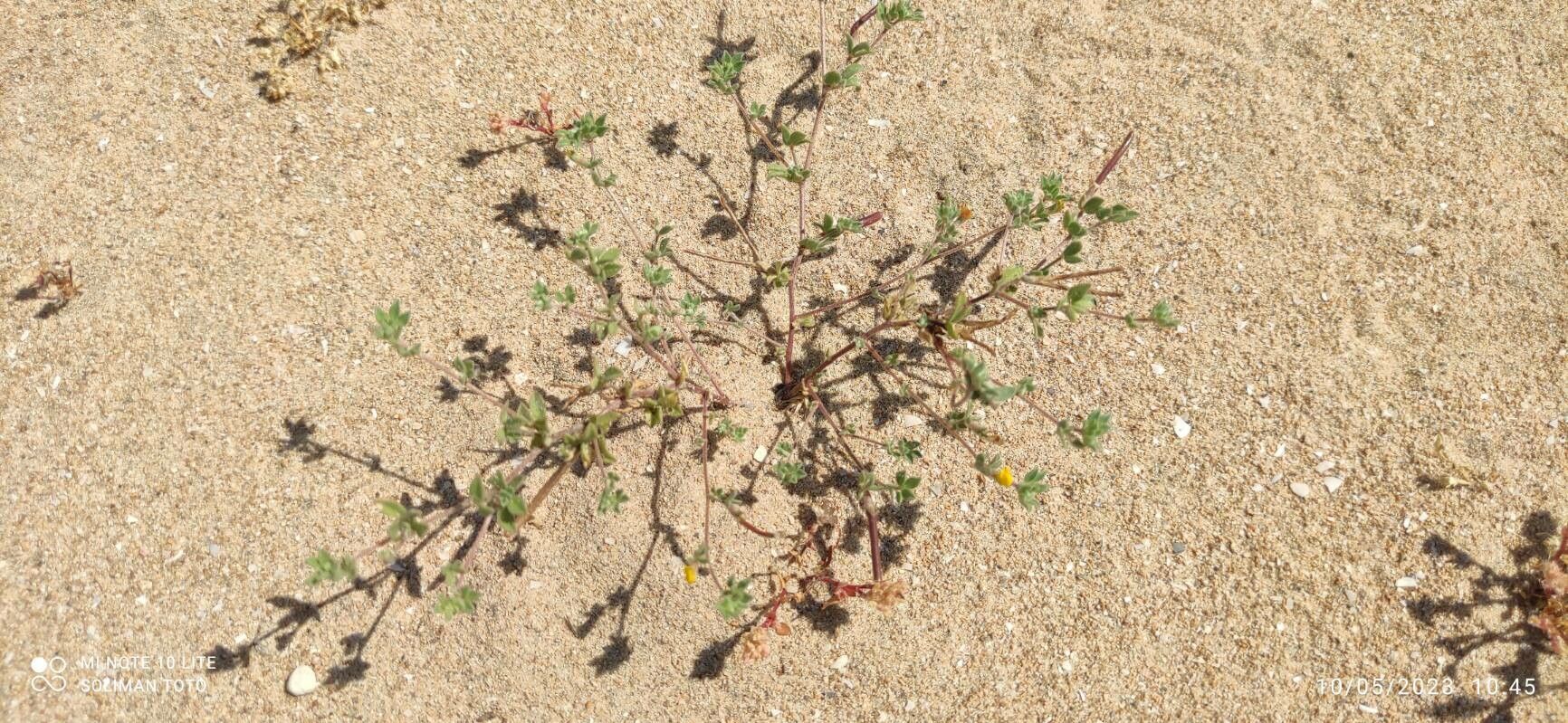 Lotus arabicus habit