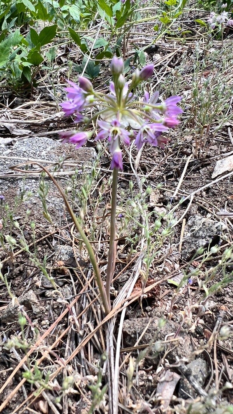 Allium campanulatum habit