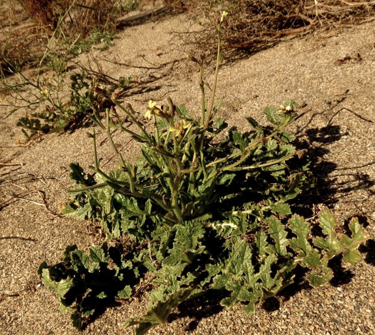 Erucastrum virgatum — houseplant care guide