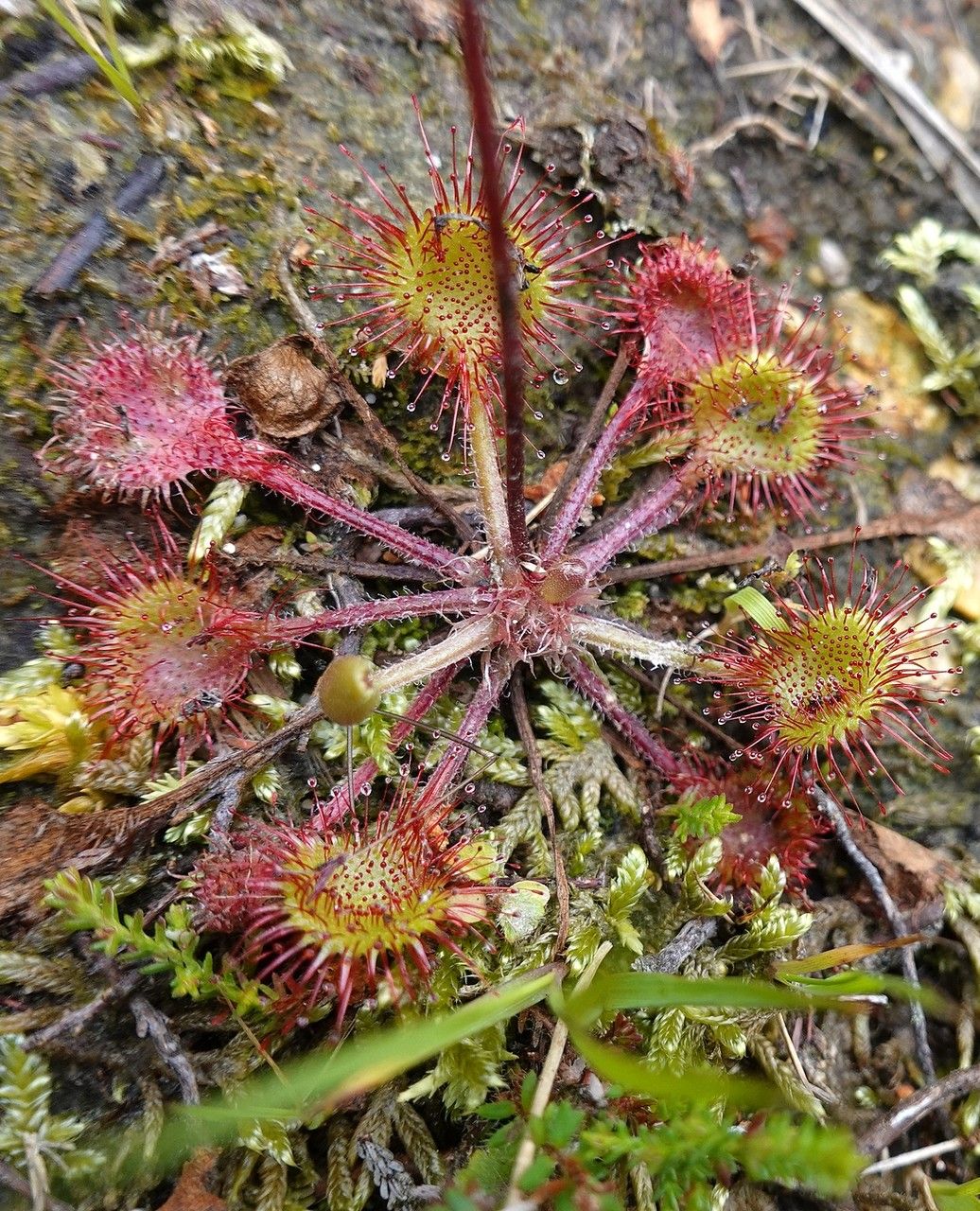 Drosera rotundifolia leaf