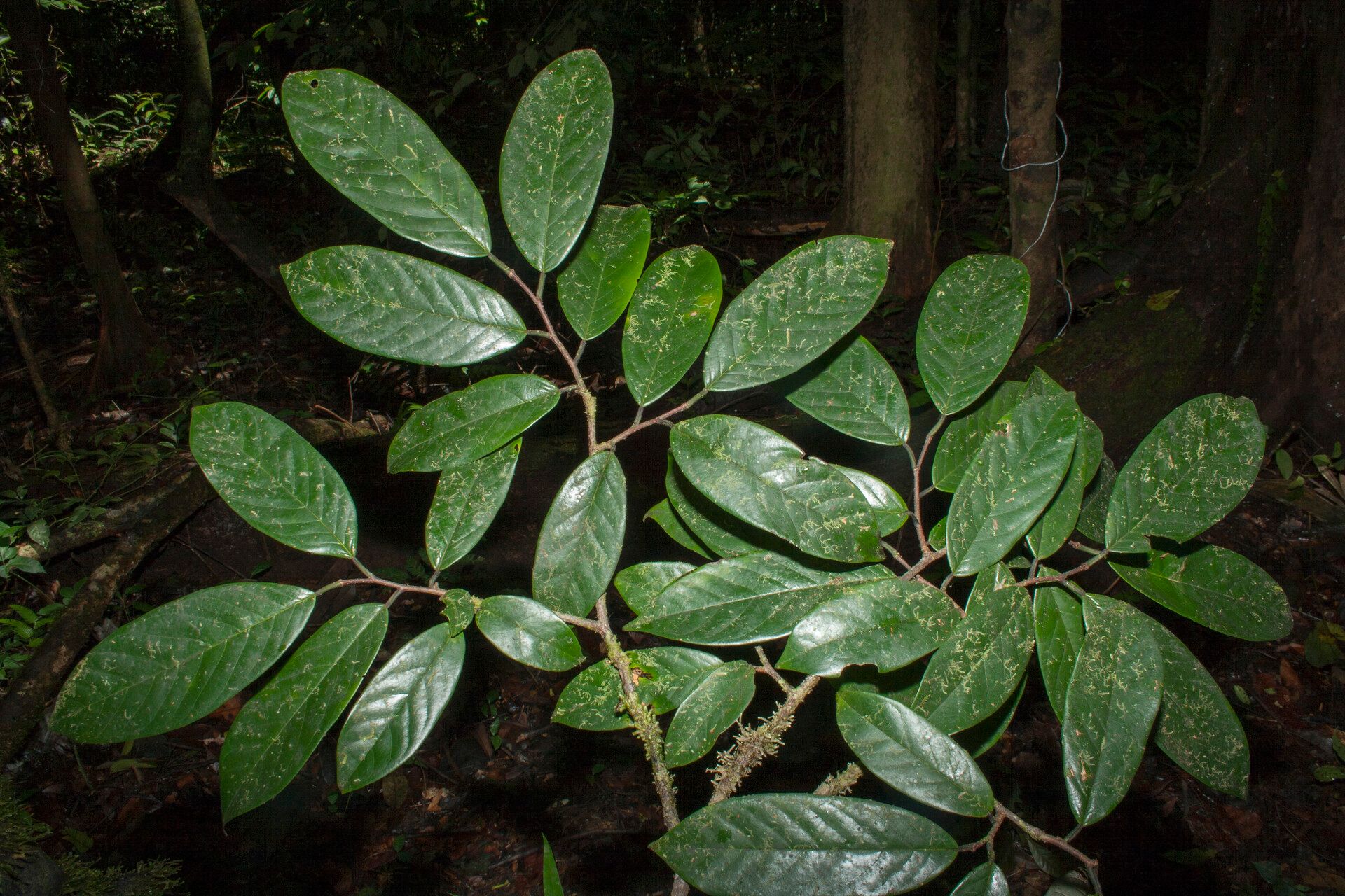 Annona neoelliptica other