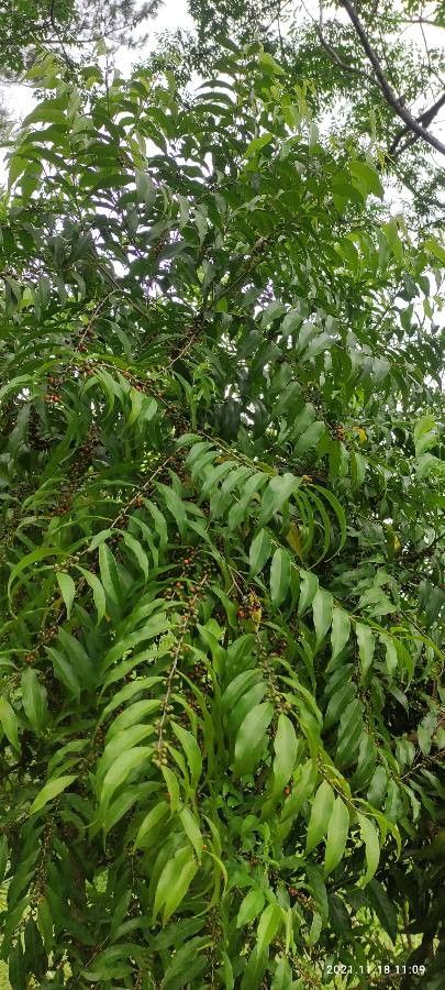 Casearia sylvestris leaf