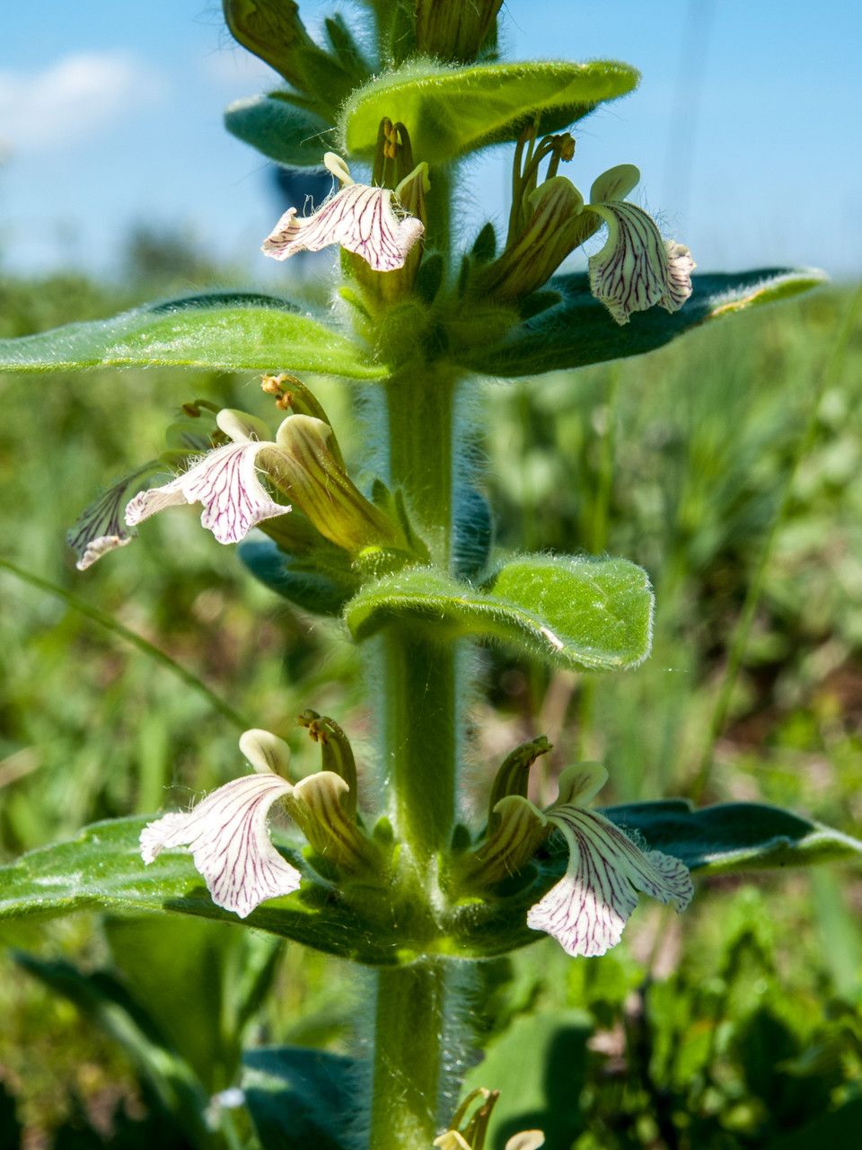 Ajuga laxmannii flower
