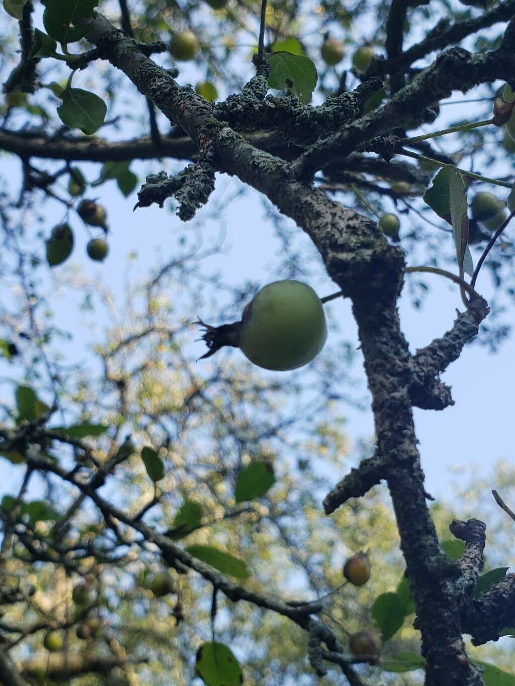 Malus asiatica fruit