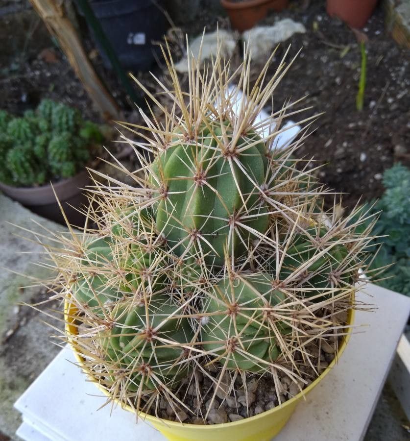 Echinocereus maritimus leaf