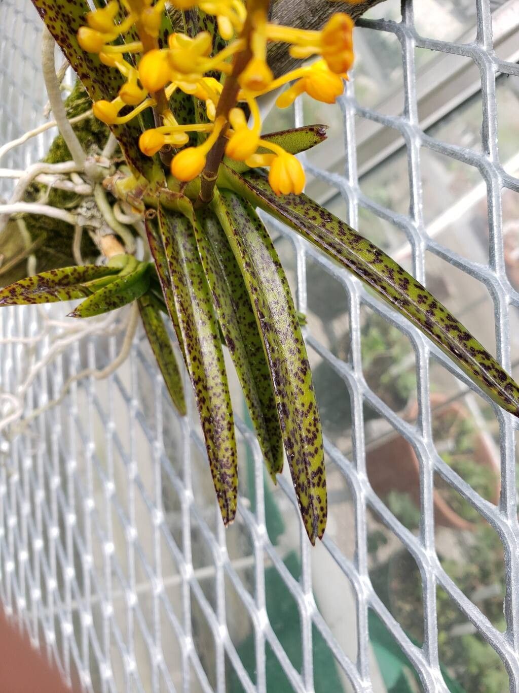 Vanda garayi — search result for 'Vanda'