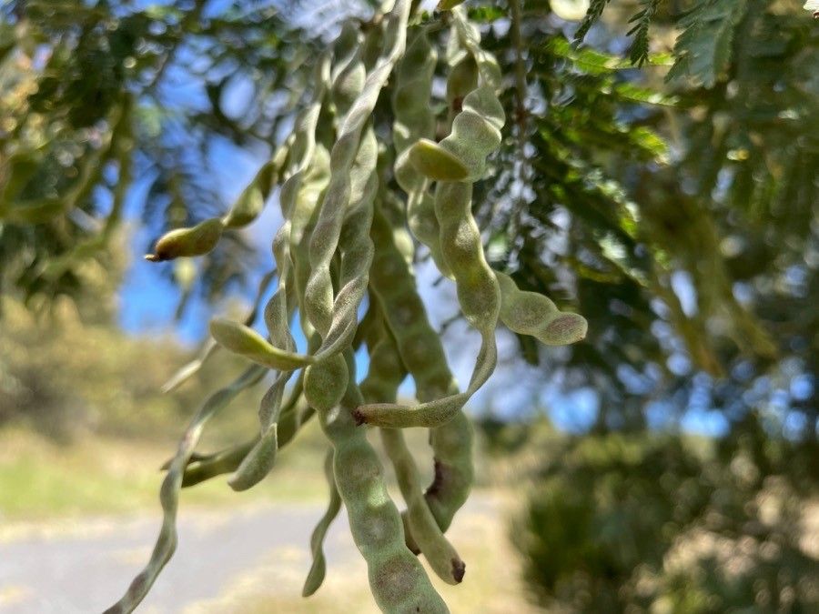 Sophora denudata fruit