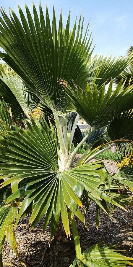 Pritchardia thurstonii leaf