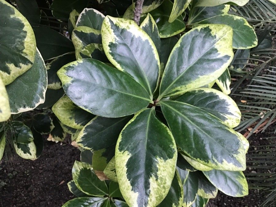 Corynocarpus laevigatus — search result for 'New Zealand'