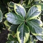 Corynocarpus laevigatus