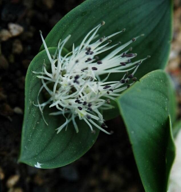 Massonia pygmaea flower