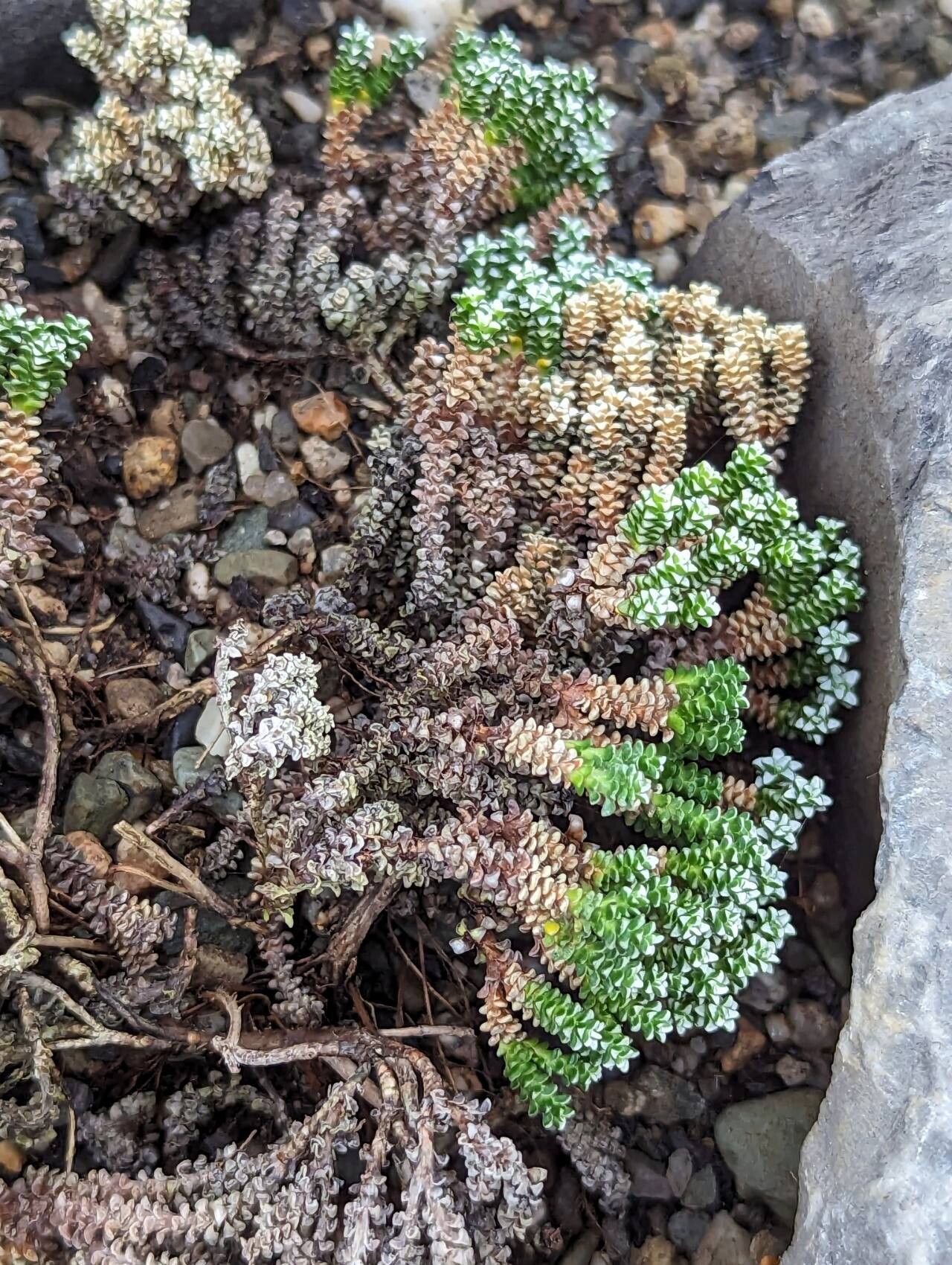 Raoulia petriensis leaf
