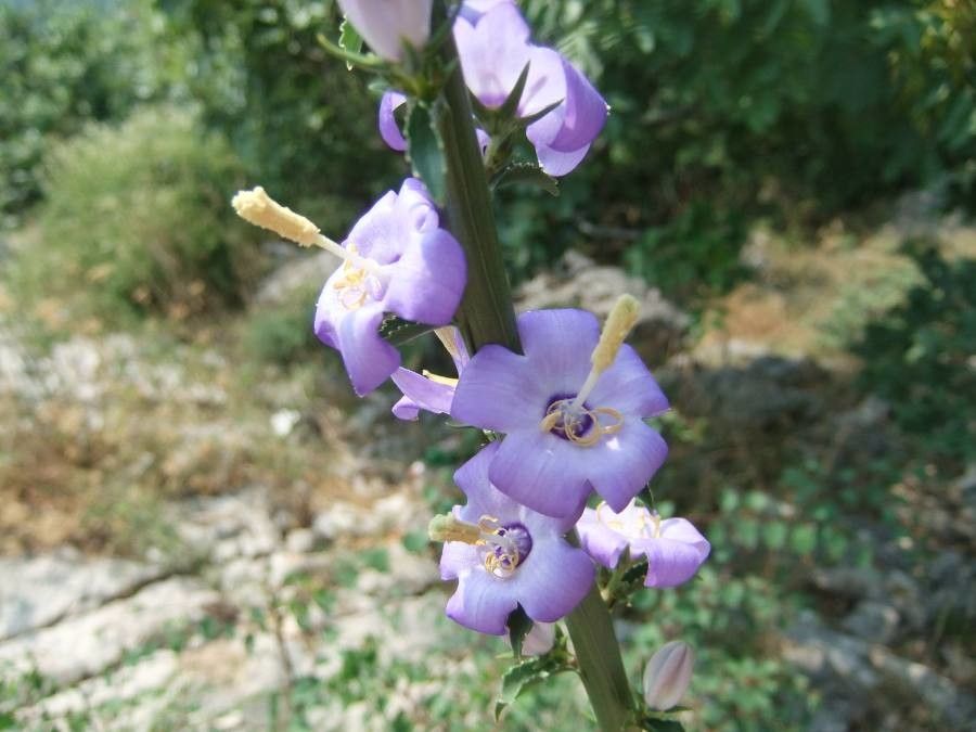Campanula pyramidalis flower