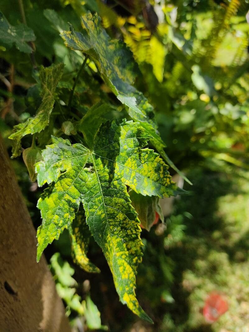 Abutilon darwinii — search result for 'Abutilon'
