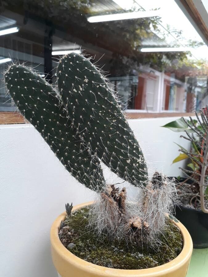 Consolea moniliformis bark