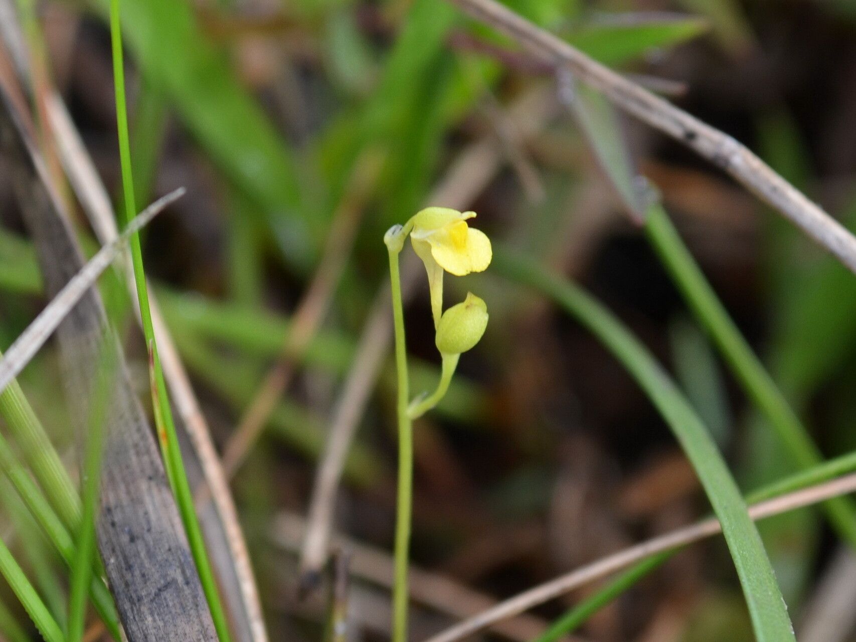 Utricularia andongensis flower