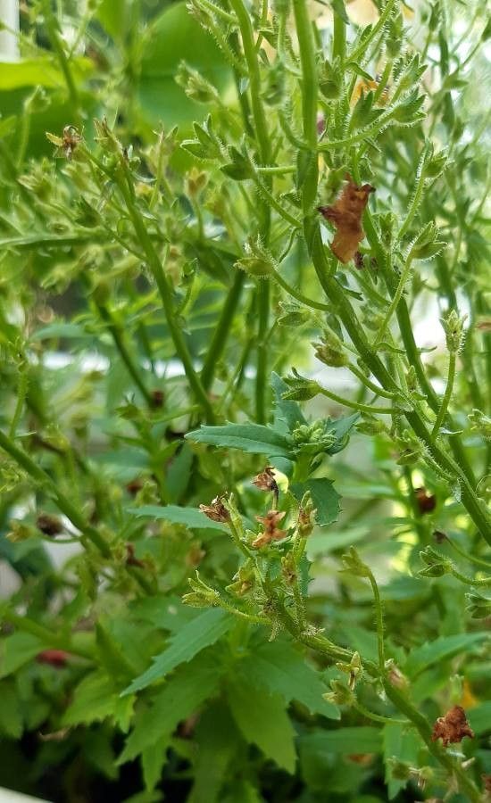 Nemesia strumosa leaf