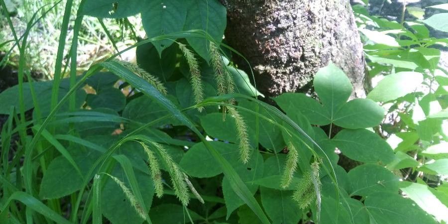 Carex crinita flower