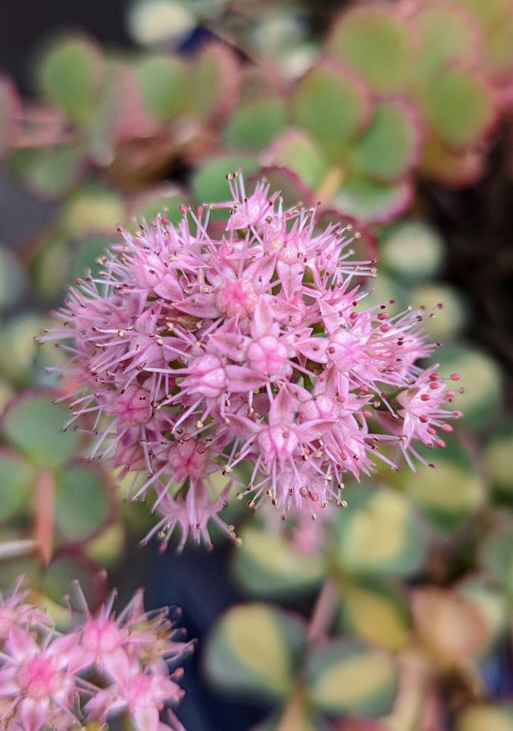 Hylotelephium sieboldii flower