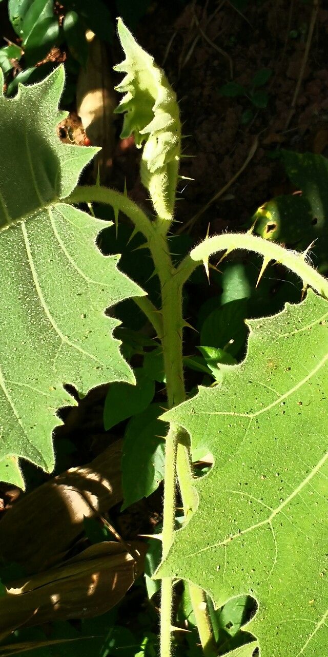 Solanum lasiocarpum bark