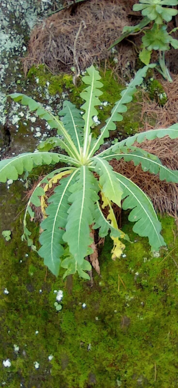Sonchus daltonii leaf