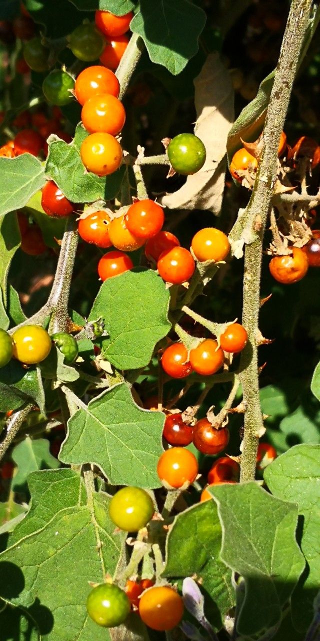Solanum violaceum fruit