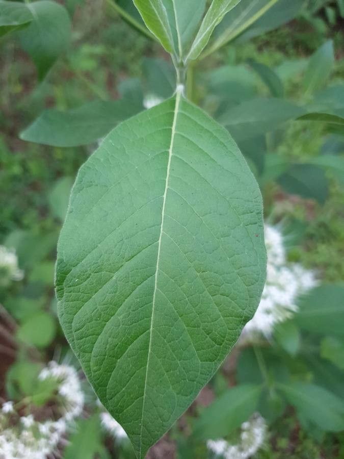 Pavetta indica — houseplant care guide