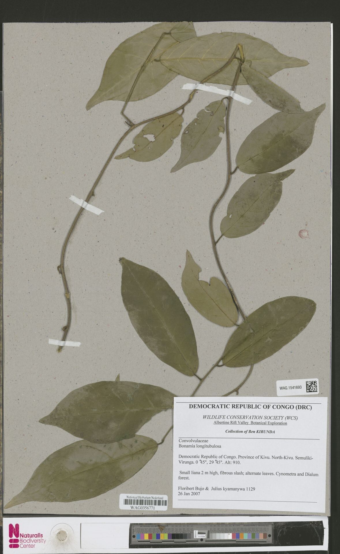 Bonamia longitubulosa — houseplant care guide