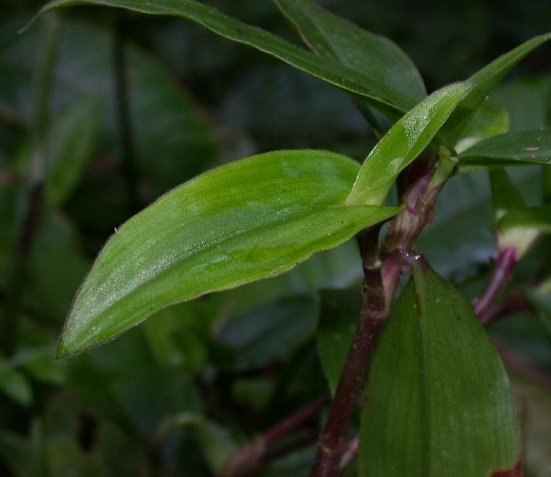 Tradescantia schippii other
