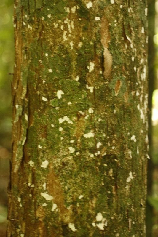 Pouteria gonggrijpii bark
