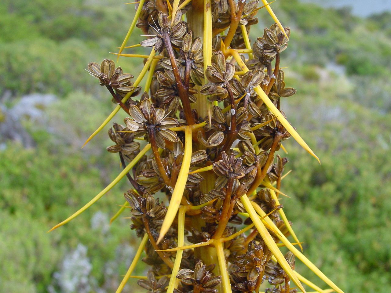 Aciphylla aurea flower