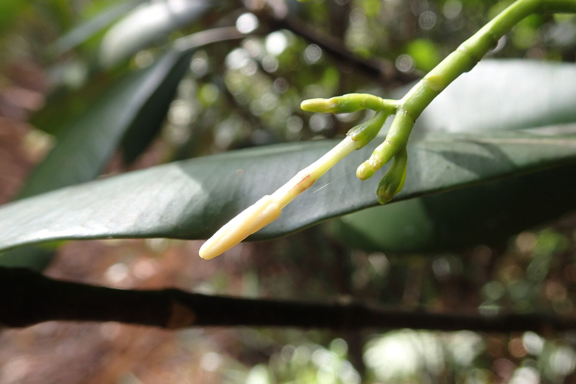 Ochrosia balansae flower