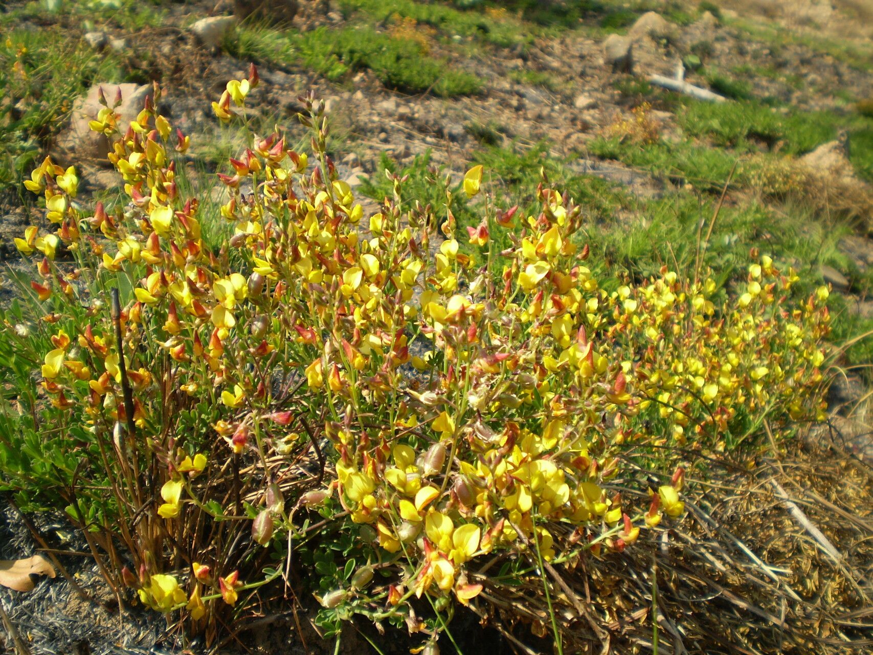 Crotalaria peschiana habit