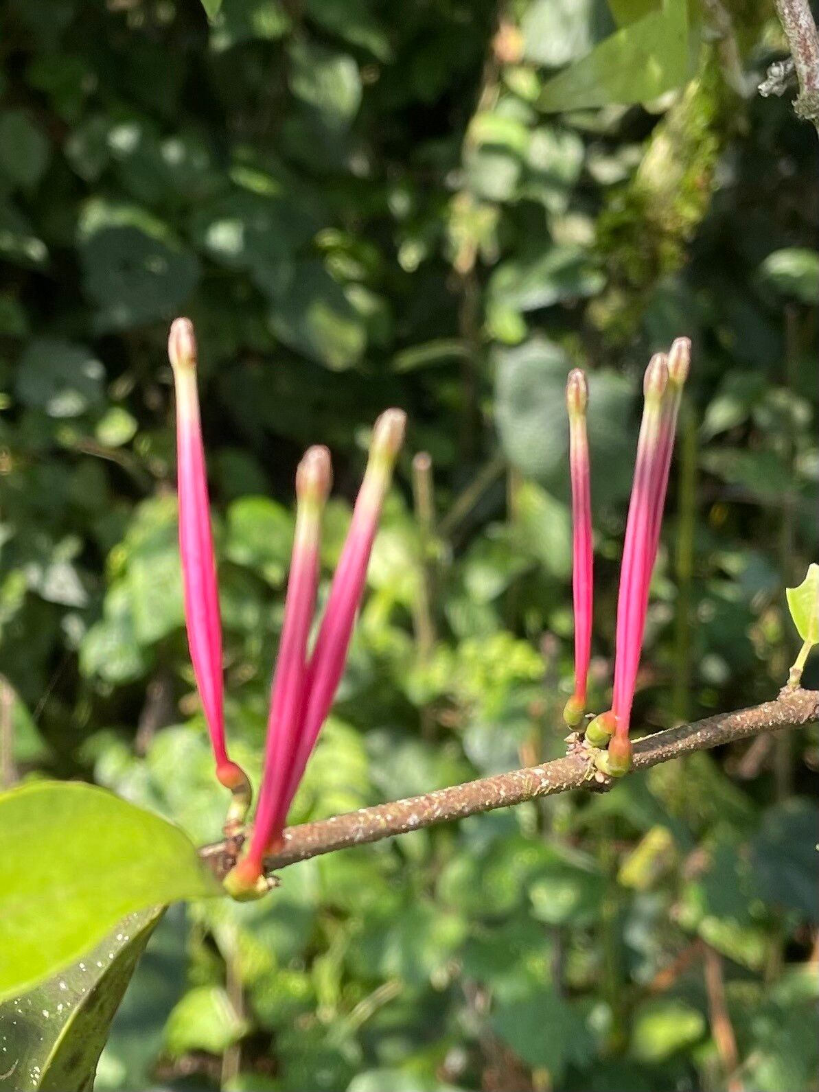 Tapinanthus constrictiflorus — houseplant care guide