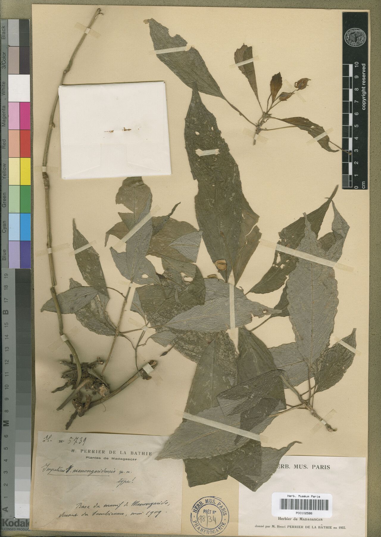 Impatiens manongarivensis — houseplant care guide